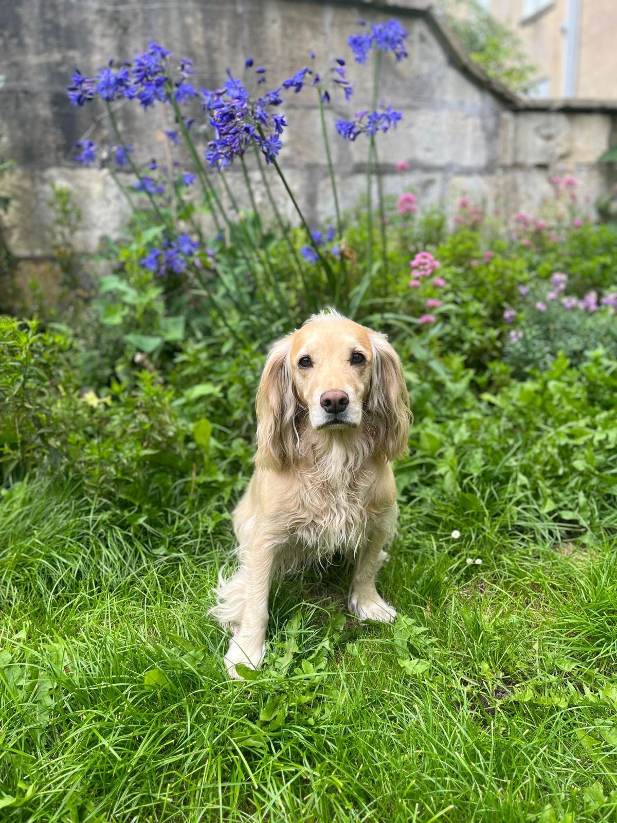 The Pet Wellness Clinic